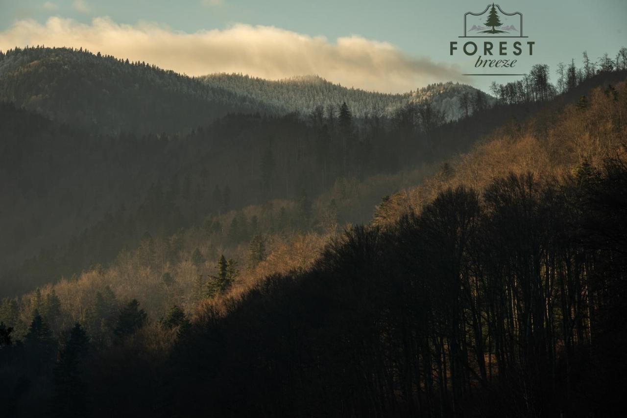 Forest Breeze Apartterrace Braşov Extérieur photo